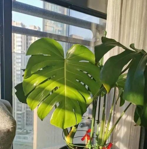 龟背竹生长温度是多少度？如何为它创造最佳生长环境？