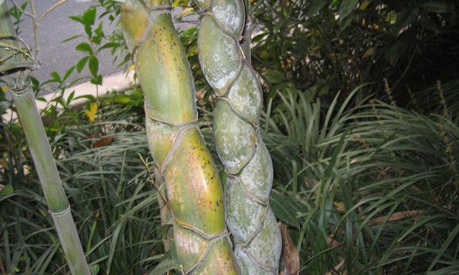 龟背竹是草本植物还是木本植物？如何区分？