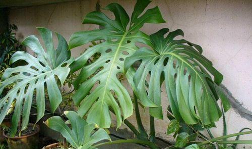 龟背竹是草本植物还是木本植物？如何区分？