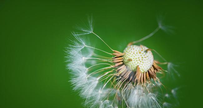 蒲公英在爱情中象征着什么？如何解读其寓意？