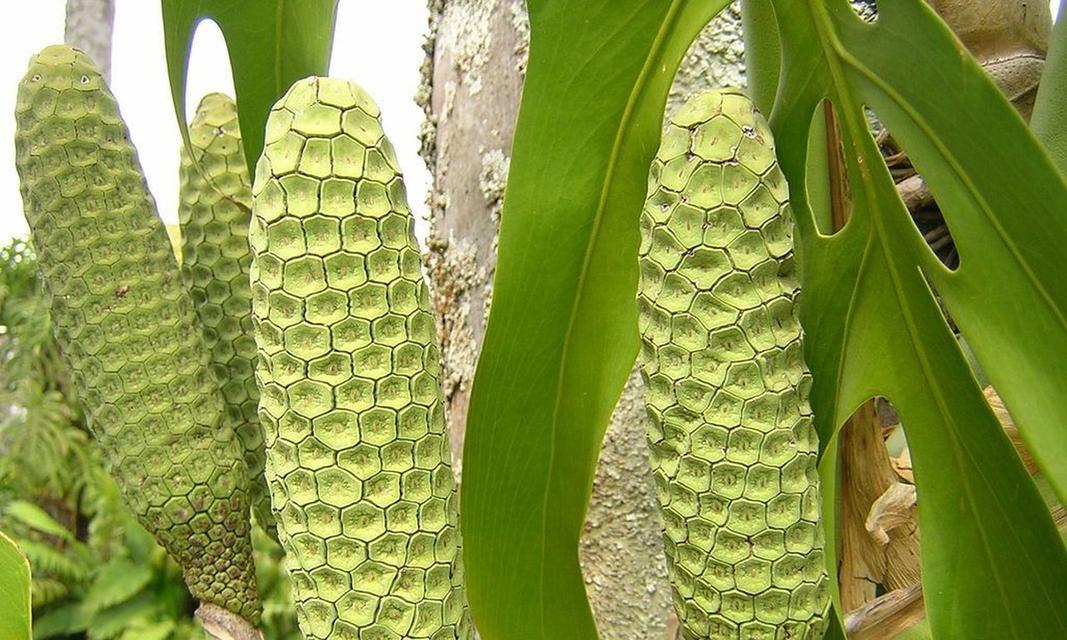 龟背竹是热带植物吗？它的生活习性是什么？