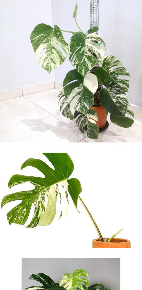 龟背竹是热带植物吗？它的生活习性是什么？