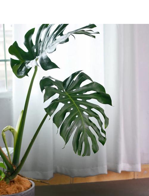 龟背竹是热带植物吗？它的生活习性是什么？