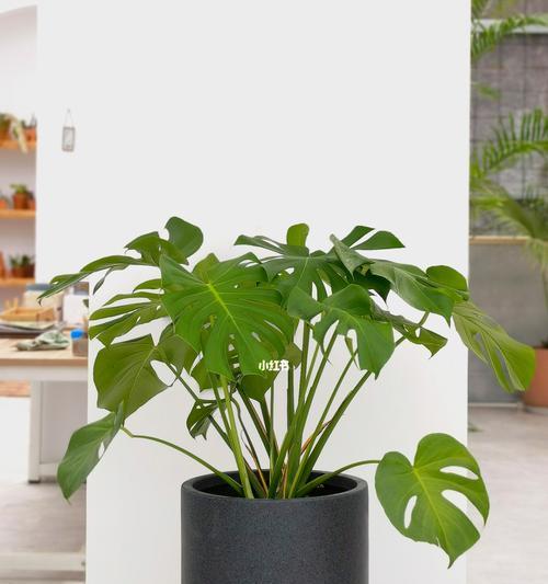 龟背竹种植时选择深盆还是浅盆好？如何决定？