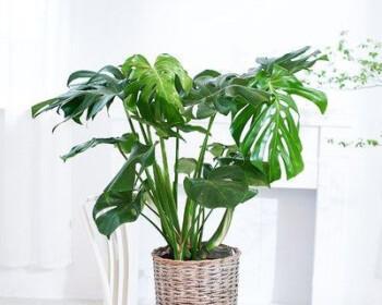 龟背竹种植时选择深盆还是浅盆好？如何决定？