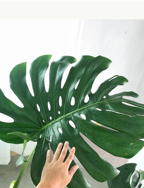 龟背竹喜光还是喜阴？如何正确养护龟背竹？