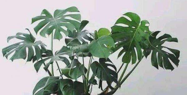 龟背竹夏天多久浇一次水？夏季养护技巧是什么？