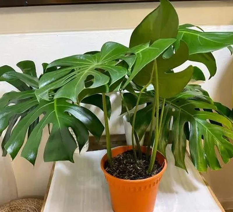 夏季换盆龟背竹可行吗？注意哪些事项？