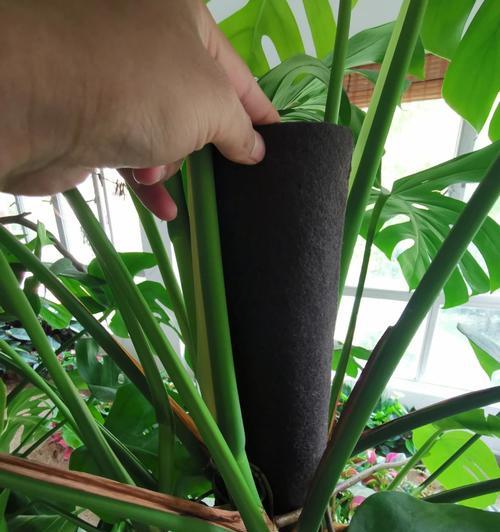 夏季换盆龟背竹可行吗？注意哪些事项？