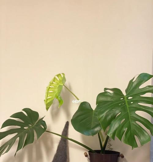 家里养几棵龟背竹最合适？龟背竹数量选择指南？