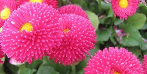 千日红的花语代表不朽吗？它的真实含义是什么？