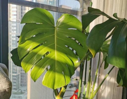 龟背竹叶子烂了怎么办？如何正确处理和预防？