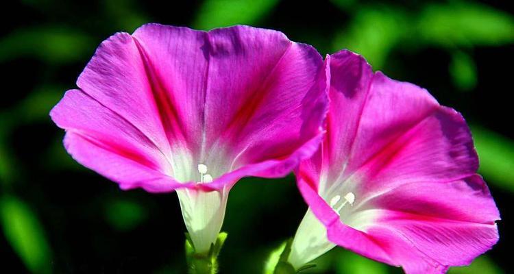 牵牛花的花语是什么？牵牛花的传说有哪些？