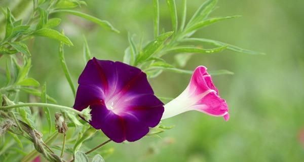牵牛花的花语是什么？牵牛花的传说有哪些？