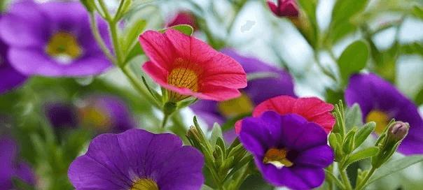 牵牛花的花语是什么意思？如何解读牵牛花的象征意义？