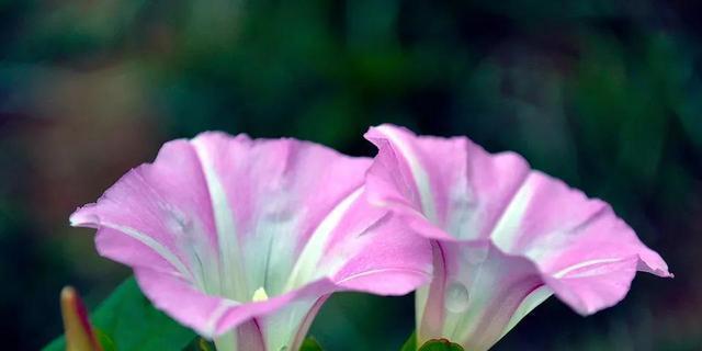 牵牛花花语是什么意思?如何理解牵牛花的象征意义?