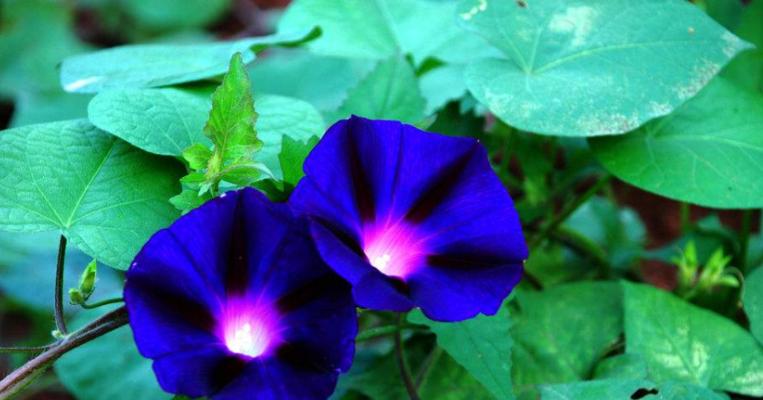 牵牛花花语是什么意思？如何理解牵牛花的象征意义？