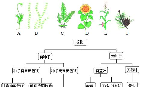 龟背竹分株的最佳时间是什么时候？图解分株步骤及繁殖方法？