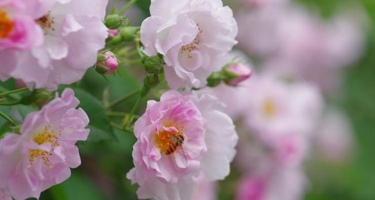 蔷薇花的花语是什么？蔷薇寓意有哪些常见问题解答？