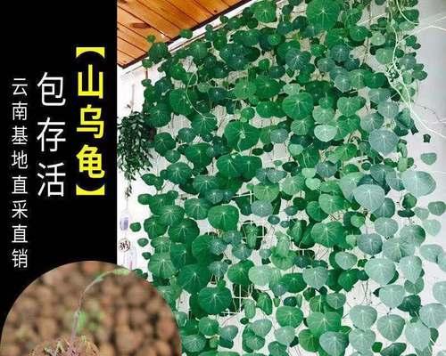 龟甲龙浇水技巧是什么？一次应该浇多少水合适？