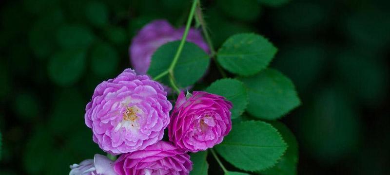 蔷薇花的寓意是什么？花语有哪些常见问题解答？