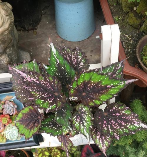 秋海棠的花语是什么？如何用秋海棠表达情感？