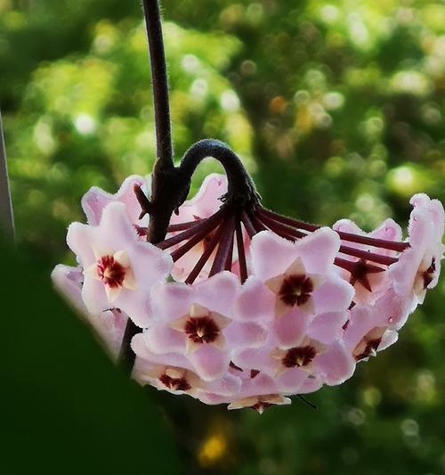 球兰花语是什么？如何正确解读球兰的花语含义？