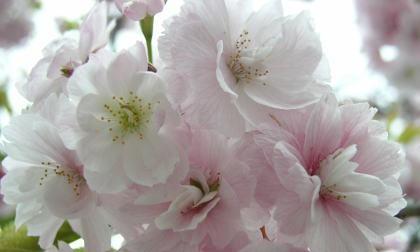 樱花的寓意是什么？为什么日本将樱花视为国花？
