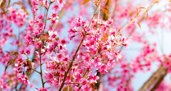 日本樱花的意义是什么？如何影响日本文化和社会？