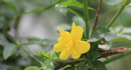 贵阳的市花是什么花？为什么选择这种花作为市花？
