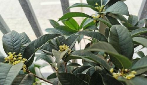 桂花不开花怎么办？如何解决桂花不开花的问题？