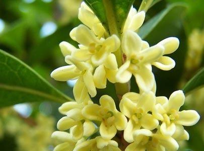 桂花春天会开花吗？如何正确养护以促进花期？