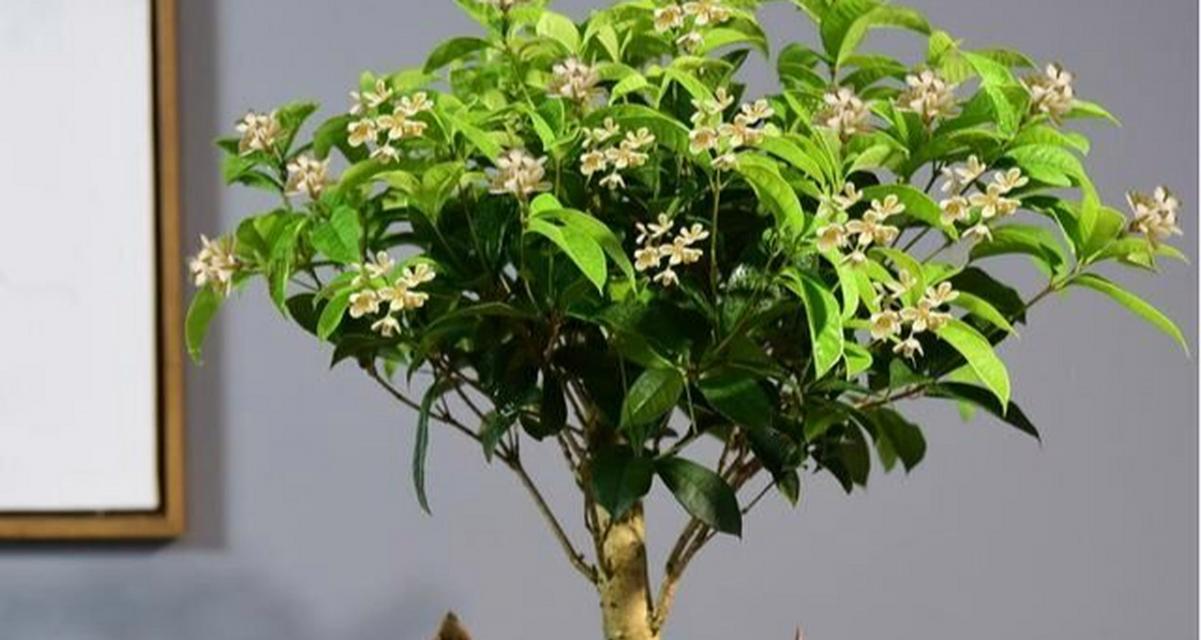 桂花打什么药好？防治桂花病虫害的正确方法是什么？