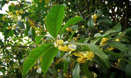 桂花打什么药好？防治桂花病虫害的正确方法是什么？