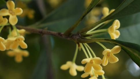 桂花打什么药好？防治桂花病虫害的正确方法是什么？