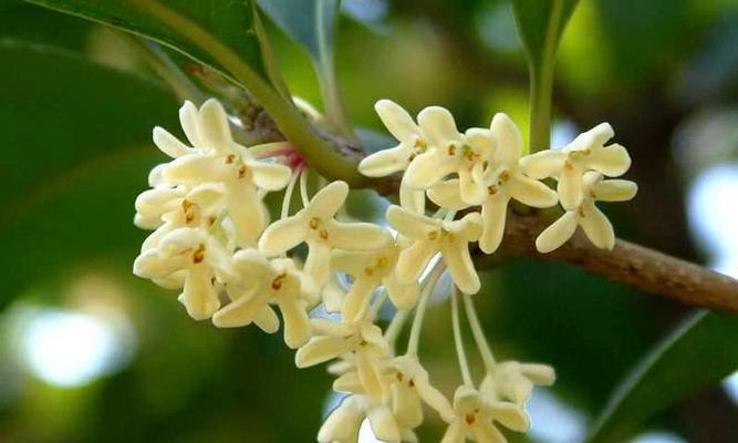 桂花象征意义是什么？桂花的寓意有哪些常见问题？