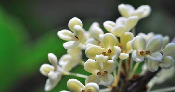 桂花的花期是什么时候？如何判断桂花的最佳观赏期？