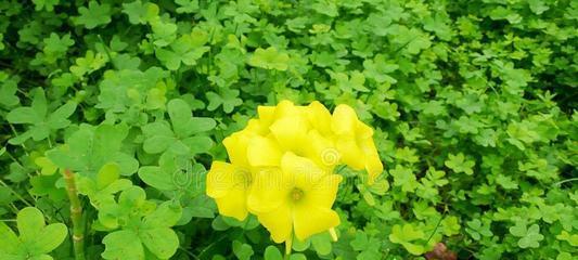 三叶草代表什么意思？三叶草的花语有哪些含义？