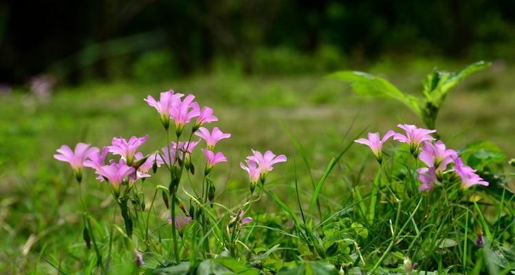 三叶草代表什么意思？三叶草的花语有哪些含义？