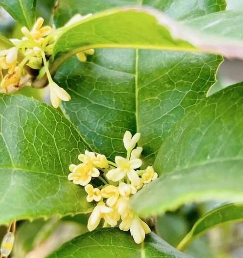 桂花的花语是什么？如何用桂花表达情感？