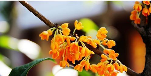 桂花的花语是什么？如何用桂花表达情感？