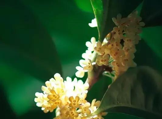 桂花的花语是什么？如何用桂花表达情感？