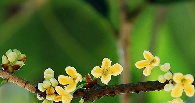 桂花的品质和精神是什么？如何体现桂花的精神内涵？