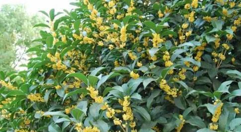 桂花的品质和精神是什么？如何体现桂花的精神内涵？