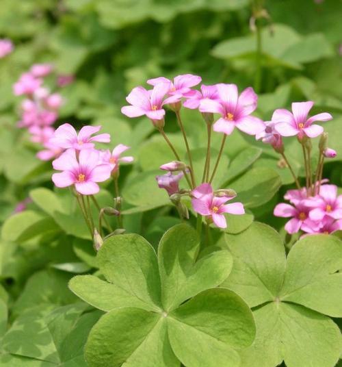三叶草代表什么？花语含义有哪些常见误解？