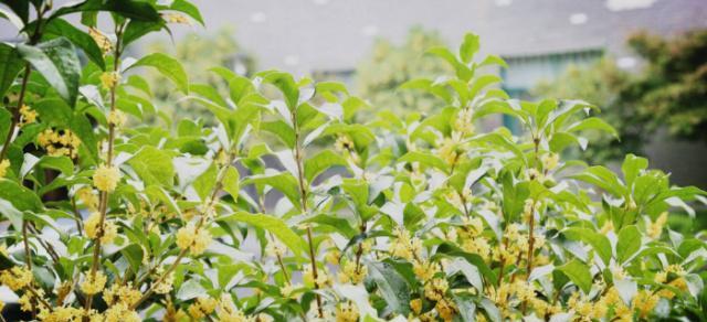 桂花的生长环境是什么？哪些地方条件最适合桂花生长？