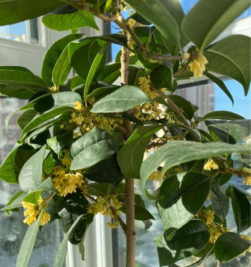 桂花的养殖方法有哪些？养殖桂花需要注意什么？