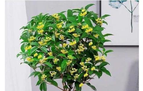 桂花的养殖方法有哪些？养殖桂花需要注意什么？
