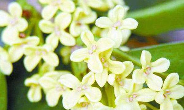桂花的样子和特点是什么？如何区分不同品种的桂花？
