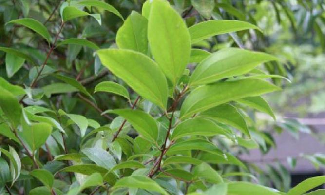 桂花叶子的形状和特点是什么?如何识别桂花树?